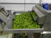 la laveuse du moulin à huile permet de nettoyer les olives de la poussière et la terre
